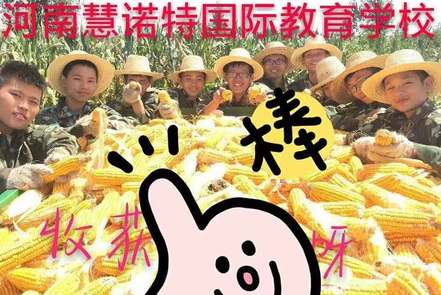 慧诺特叛逆